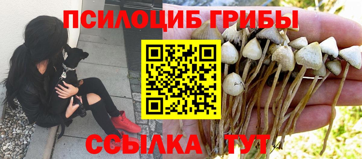 Галлюциногенные грибы Psilocybine cubensis Камень-на-Оби